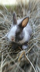 Zakrslý králíček pet mazlíček - 1