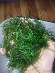 Akvarijní mech: Christmas moss
