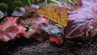 Akara electric blue