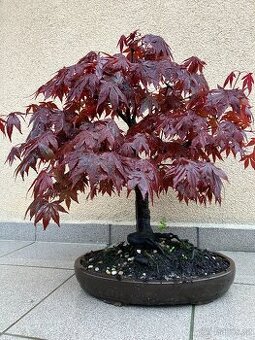 Bonsai, Bonsaj, japonský javor, solitéra