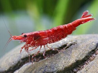 Krevetky Red cherry