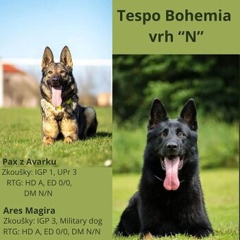 Prodám štěně Německého ovčáka s PP .Fena