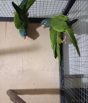 Aratinga dlouhoocasy