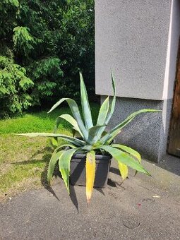 Prodám ALOE - 1