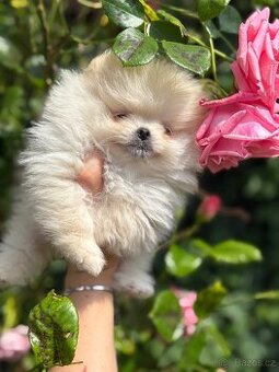 Pomeranian