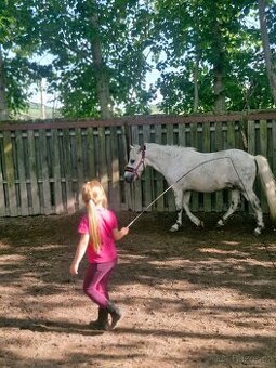 Pony valach