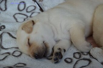 Žlutá štěňátka labrador retrievera s PP - chlapečci