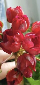 Pelargonie - 1