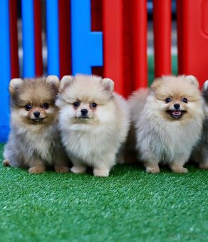 Pomeranian štěňátka s PP