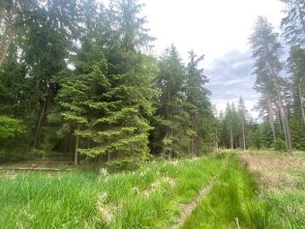 Lesní pozemek Lštění nad Zubřinou