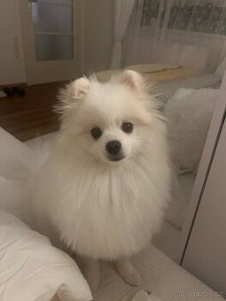 Německý trpasličí špic (Pomeranian)