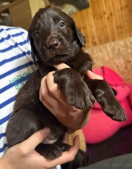 Flat coated retriever