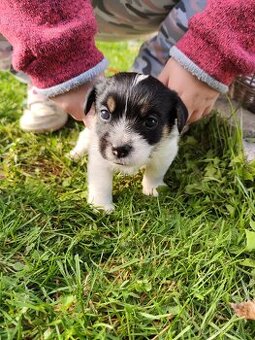 Jack Russell Teriér - vrh A z Lestkova