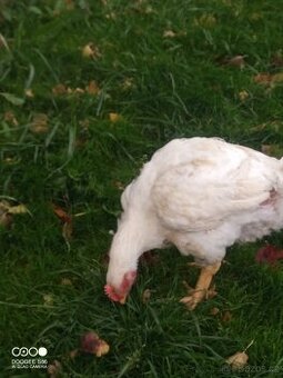 Domácí brojlerová kuřata