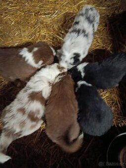 Prodám štěňata border kolie