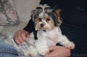 Biewer dospělá fenečka