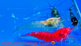 PREMIUM Akva Krevetky a Mini Raciky