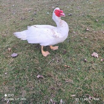 Kačer kachny pižmové