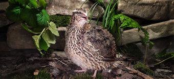 FARAON Křepelka - Vejce do líhně + Topný sáček