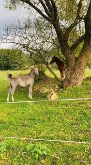 Prodám hřebečka arabského plnokrevníka