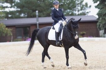 Zatím půlpronajem koně