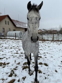 Prodám A1/1 valacha