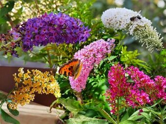 Motýlí keř, Komule Davidova 150cm