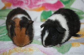 Morče , morčata z chs