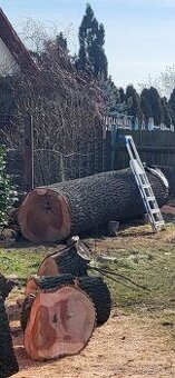 Kmen jasan- jasanove drevo