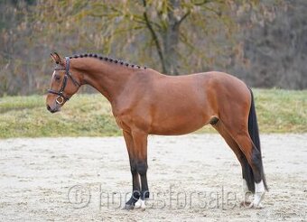 nadějný valach do parkuru, Conquistador x Diarado - 1