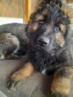 Německý ovčák s PP štěňata