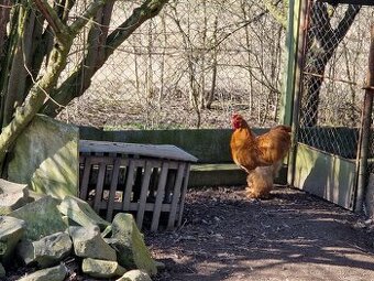 kočinka velká kohout