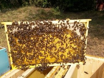 Silná vyzimovaná včelstva