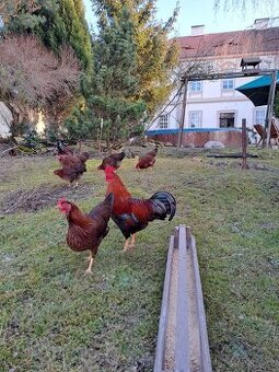 Násadová vejce a kuřata zdr. VELSUMKY