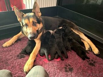 Štěňátka Německý ovčák s PP