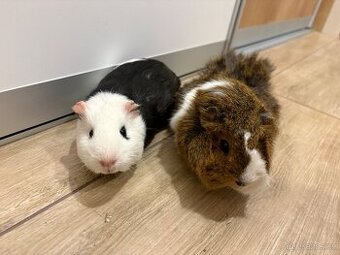 Daruji dvě morčátka - samičky