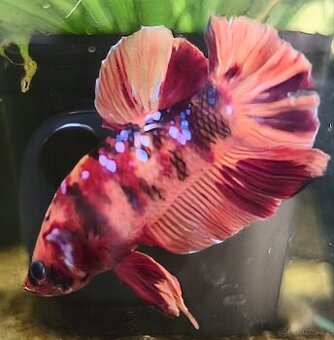 Koupím Plakat / halfmoon-plakat betta