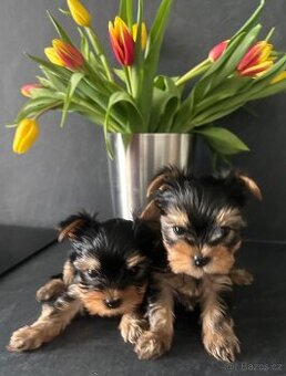 Jorkšírský teriér s PP FCI štěně fenka k rezervaci