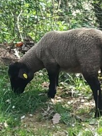 Ovce suffolk letošní jehnice - 1