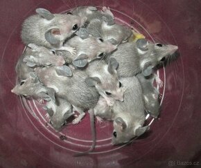 Myš bodlinatá - mláďata