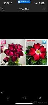 adenium obesum mini