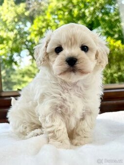Maltipoo