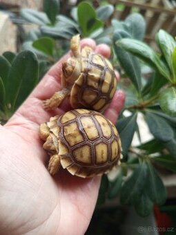 Želva ostruhatá, Geochelone Sulcata mláďata