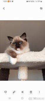 Kočička ragdoll - 1