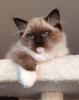 Kočička seal mitted ragdoll s PP