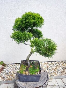 Tvarovaný strom, bonsai, niwaki, yamadori