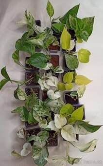 Epipremnum rostlinky