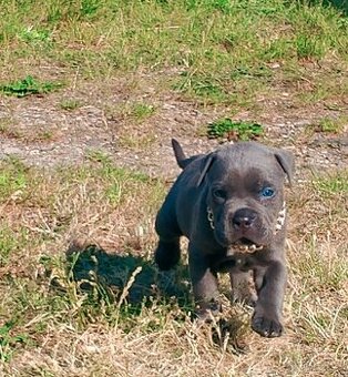 American Bully