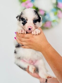 Blue merle pejsek border kolie