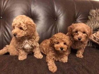 Maltpoo